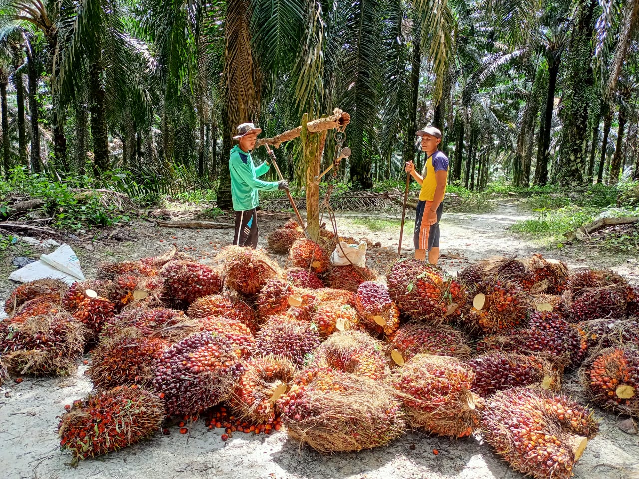 Waduh, Harga Resmi TBS Sumut Turun