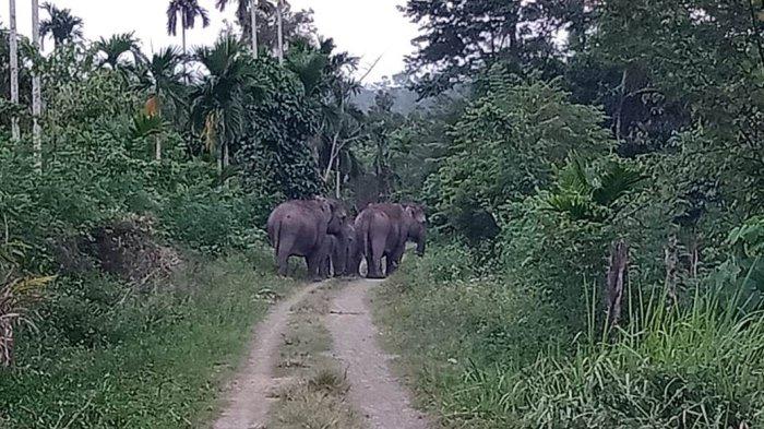 Kawanan Gajah Liar Masuk Kebun, 200 Pohon Sawit Rusak