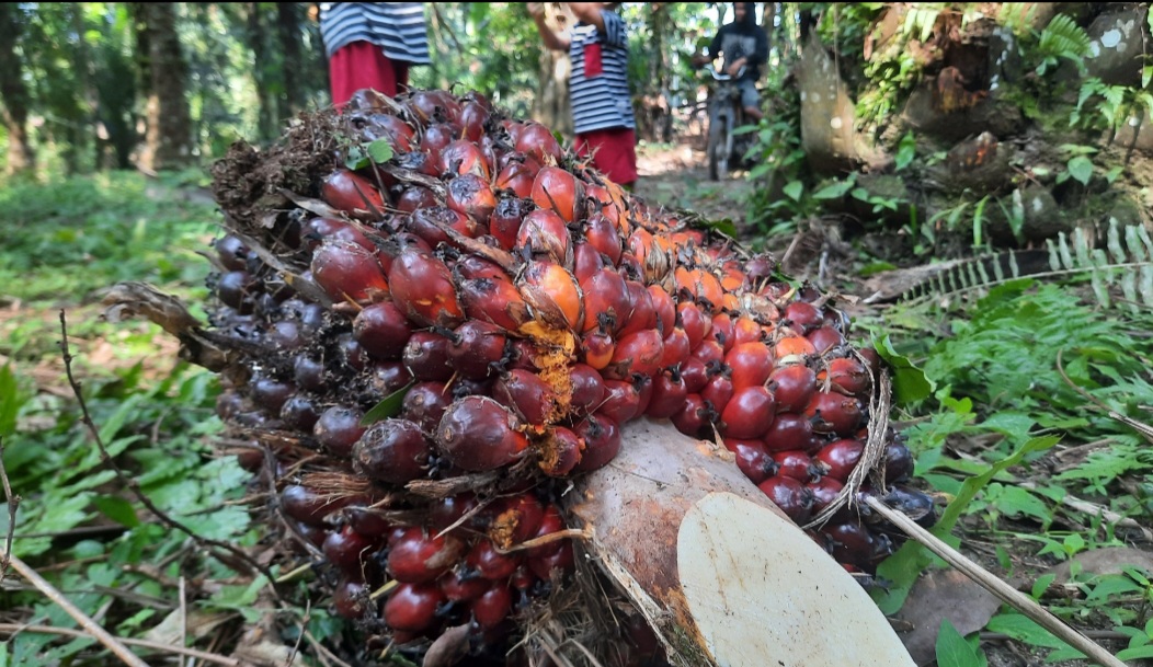 Petani Sebut Harga Sawit Sempat Anjlok, Hari Ini Rp3.380 per Kilogram