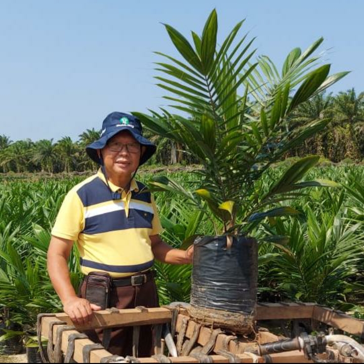 Penangkar Sawit Ikut Pusing Dibikin Harga Pupuk