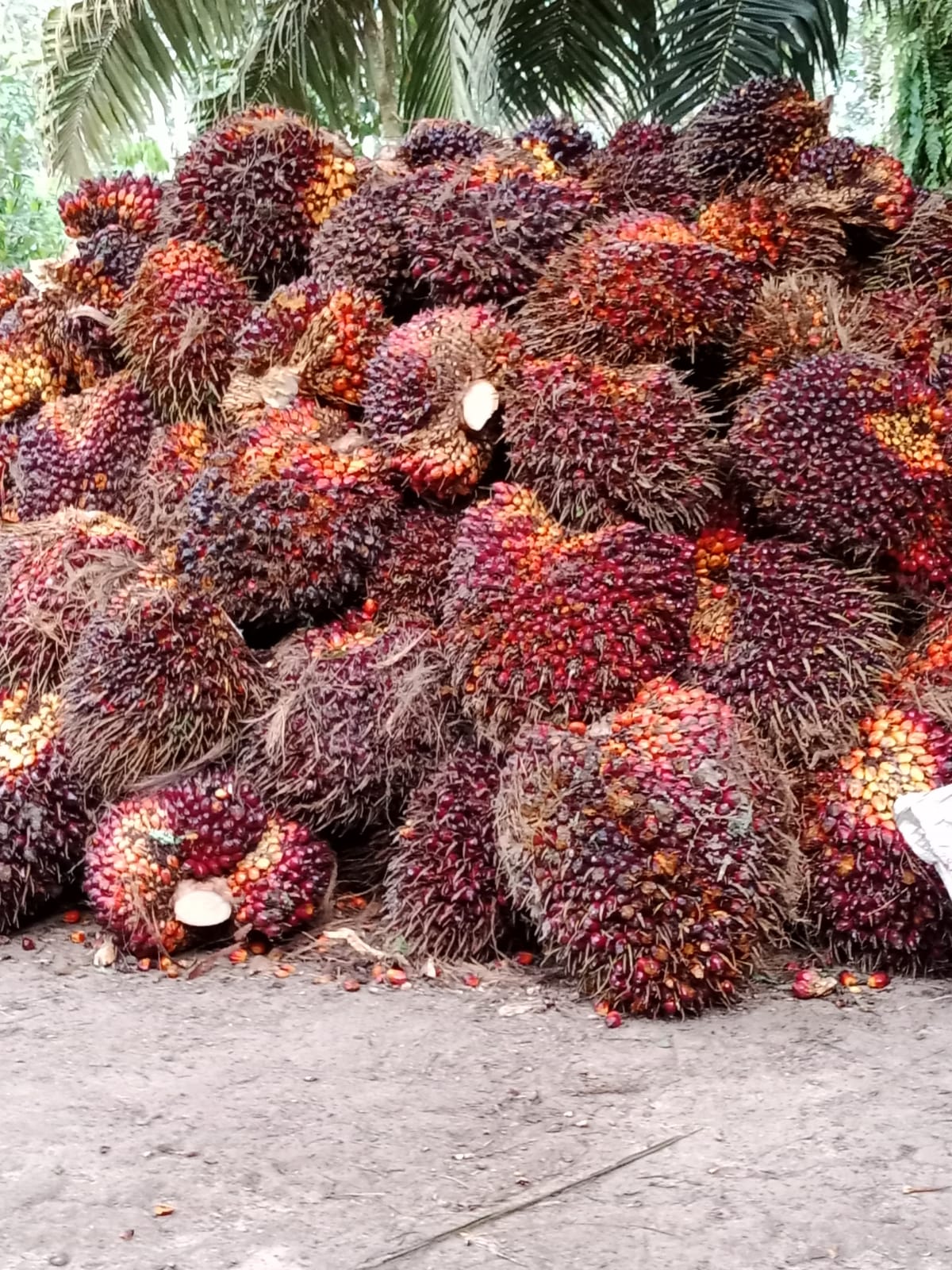 Harga Sawit di Sumbar dan Riau Tertinggi Secara Nasional