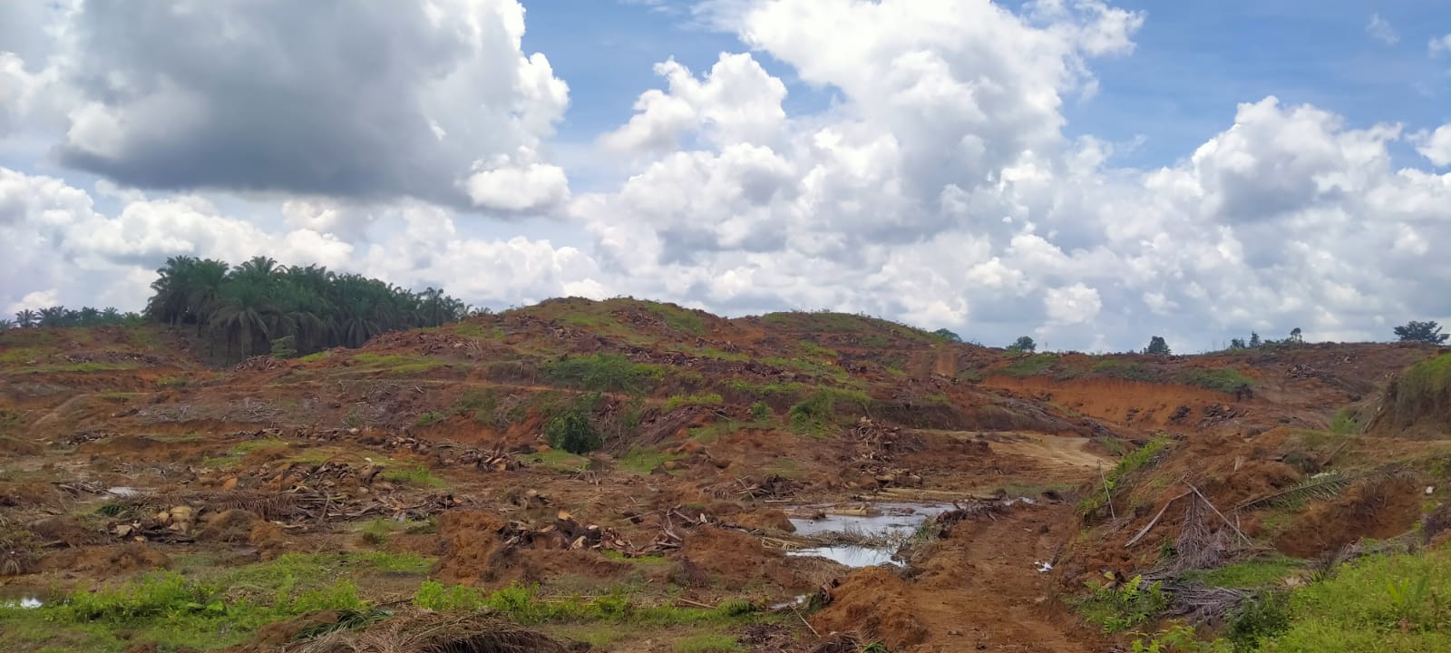 Petani Sawit Belum Sepaham Soal PSR