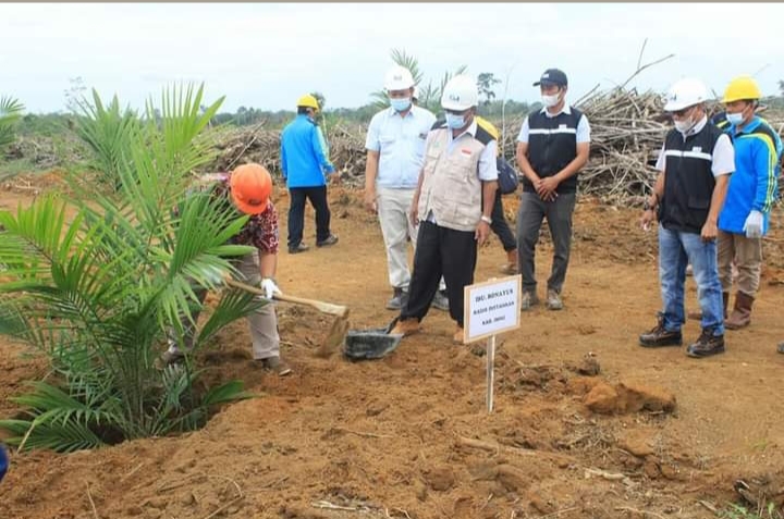 200 Hektar Kebun KKPA Mulai Ditanami Sawit