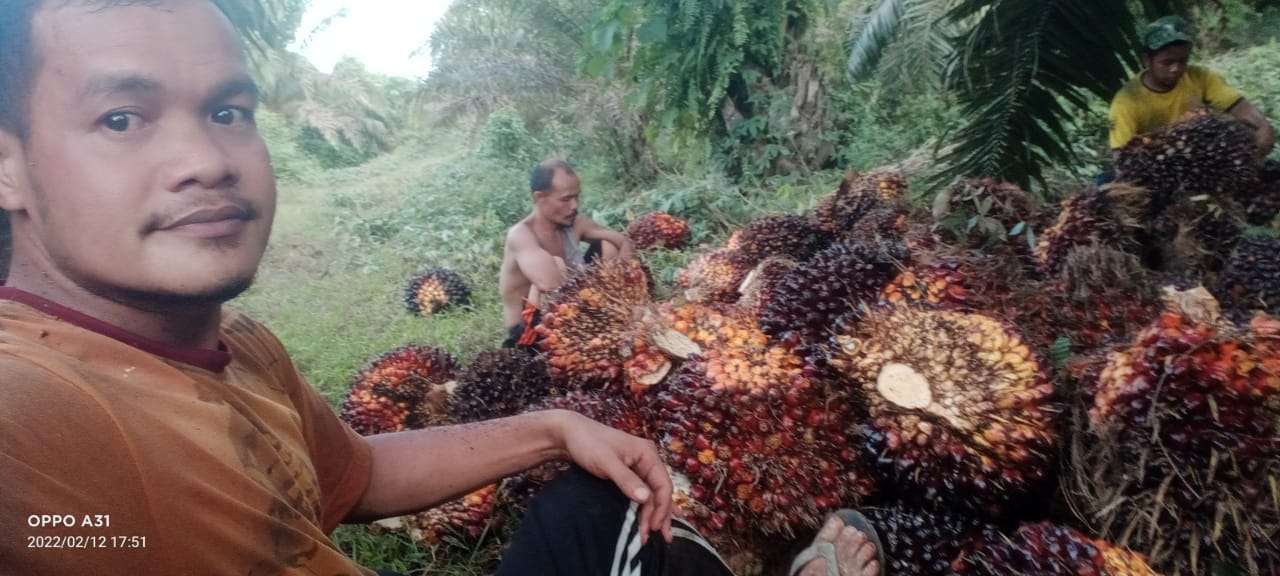 Simak Harga TBS Terkini di Beberapa PKS di Aceh