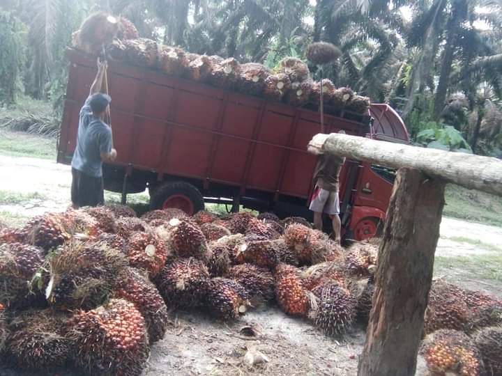 Mantap, Harga Resmi TBS Sumut Naik Lagi