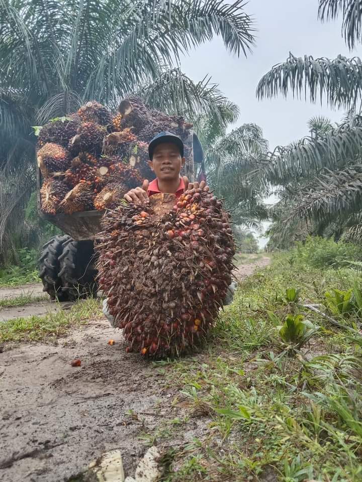 Keren, Harga Resmi TBS Kalbar Melejit