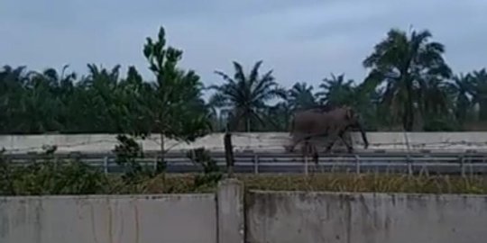 Perekam Gajah Lintasi Tol Permai Bantah Underpass Tergenang Air