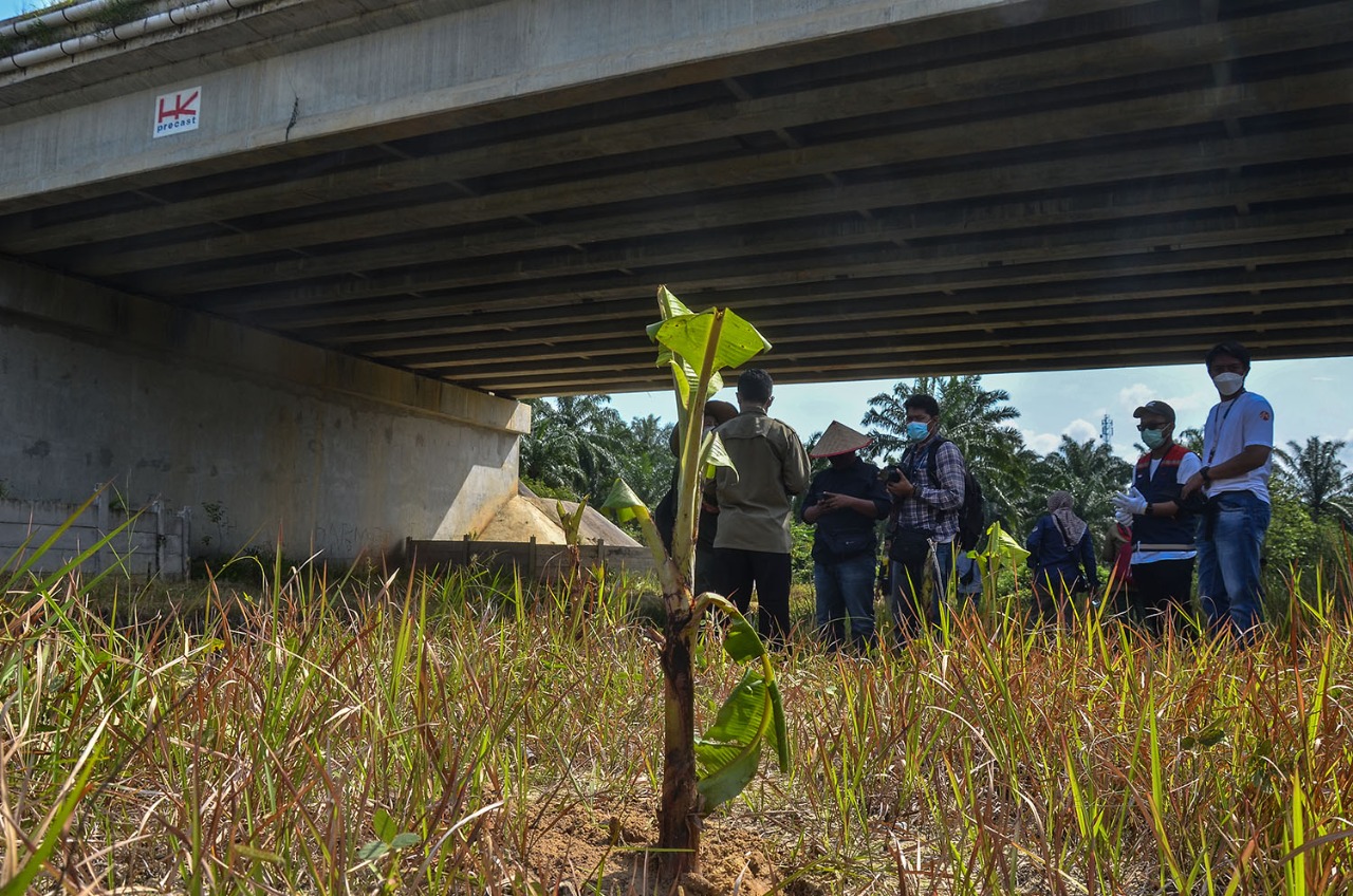 Cegah Gajah Masuk Tol, BBKSDA Riau Tanam 600 Pisang dan Jeruk