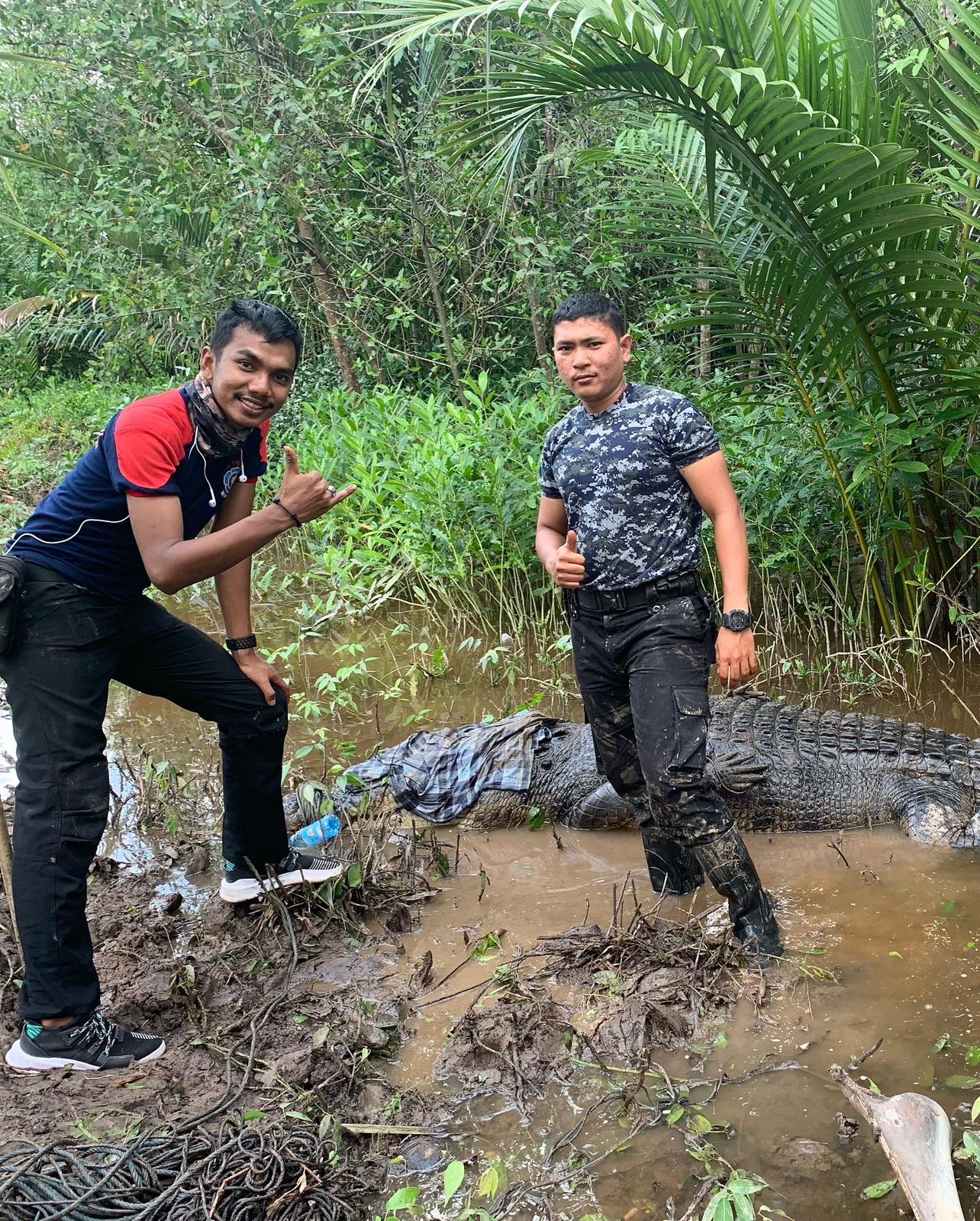 Usai Ditangkap, Buaya Bobot 700 Kg di Inhil akan Dilepaskan Lagi