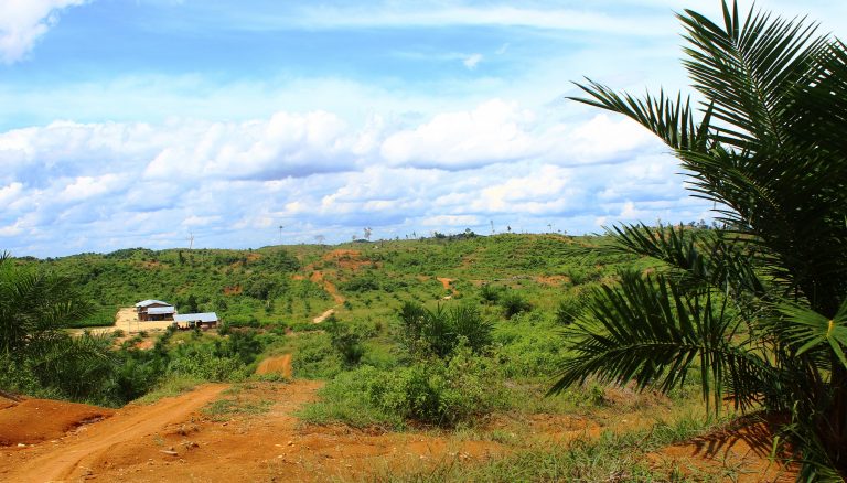 Perusahaan ini Diduga Tampung Buah Sawit dari Hutan Lindung