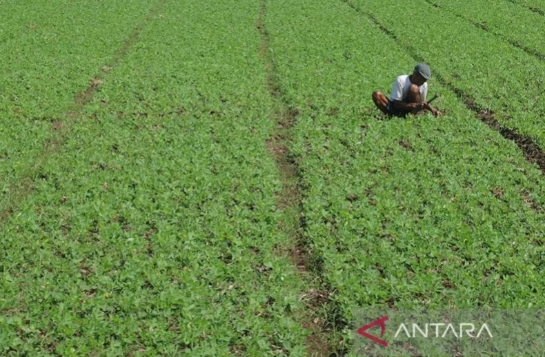 Kementan Target Produksi 1 Juta Ton Kedelai Cukupi Kebutuhan Nasional