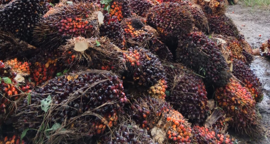 Sekitar 300 Hektar Kebun PSR di Paser Sudah Panen