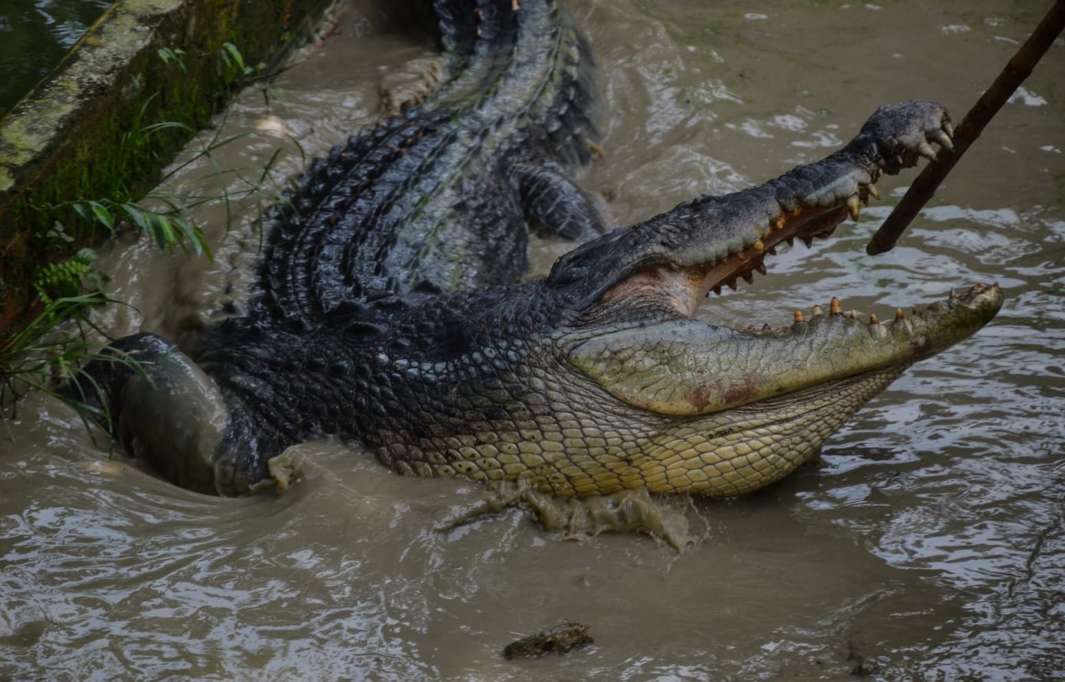 Buaya Inhil Stres Usai Ditangkap, Dibawa ke Kebun Binatang untuk Dirawat