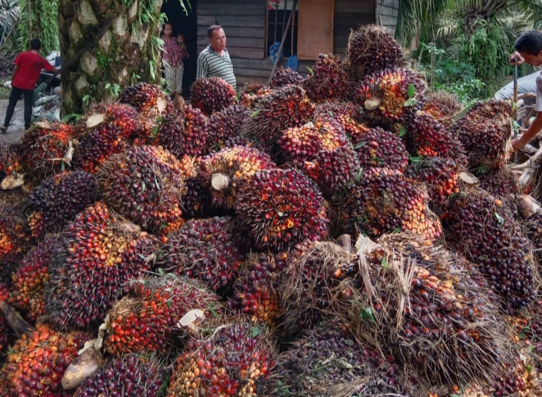 Supaya Harga Sawit Bagus, Petani Riau Diminta Buat Kelompok