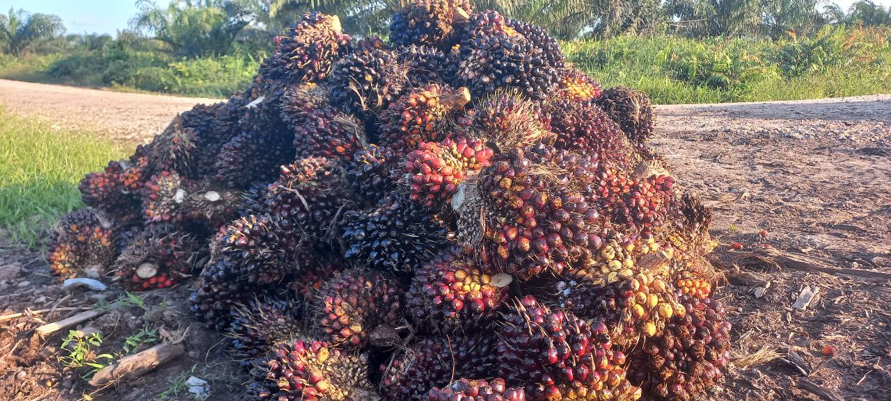 Petani Sawit Sumsel Tetap Gelisah Walau Harga TBS Moncer