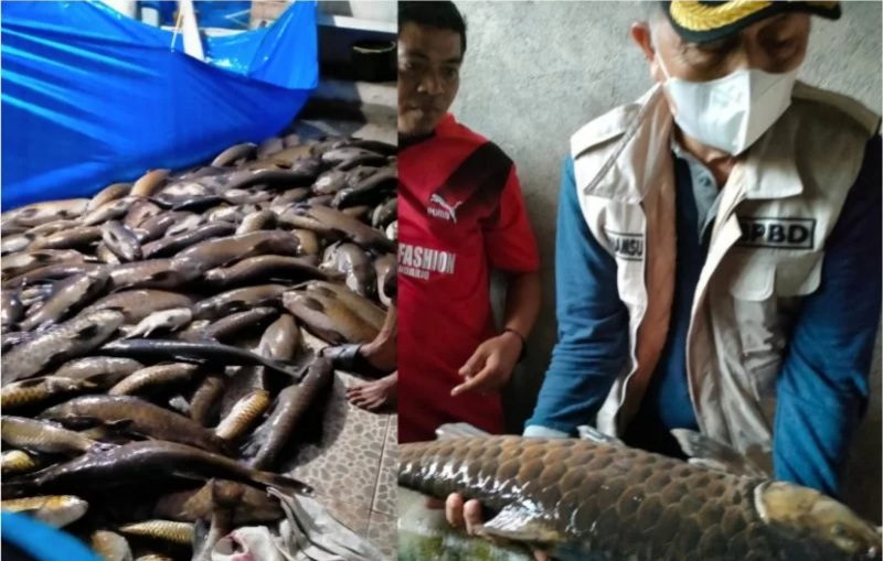 Tiga Ton Ikan Larangan Lubuk Landur Pasaman Barat Mati