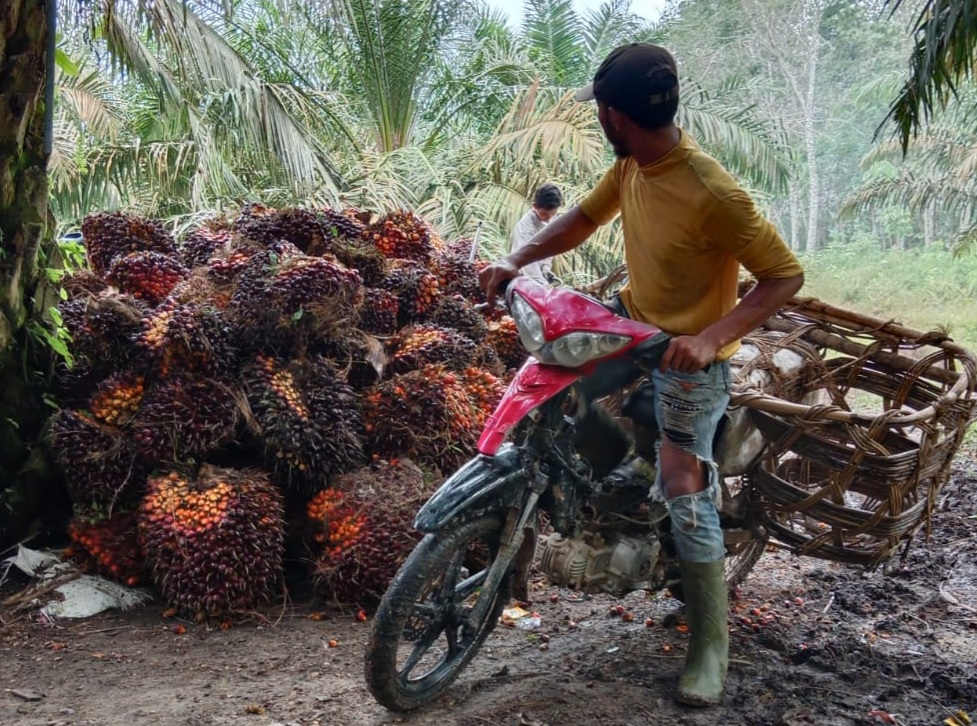 Nilai Tukar Petani Riau Tumbuh 2,5 Persen