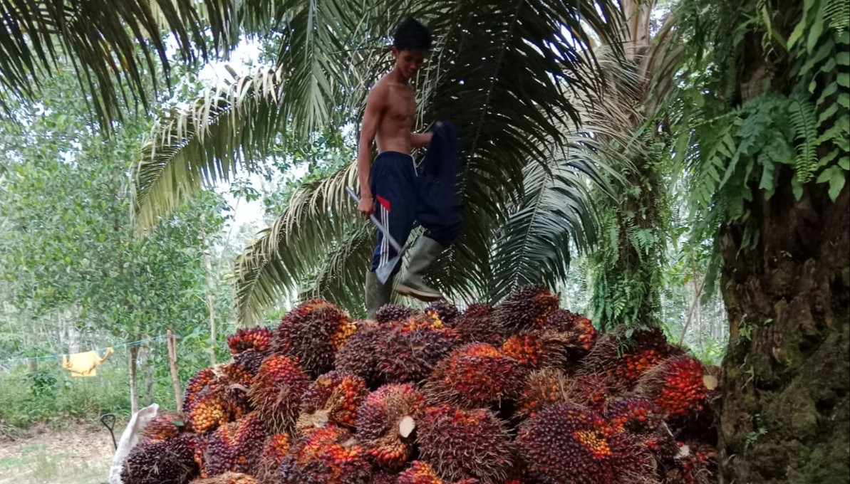 BPDPKS Latih Petani untuk Perkebunan Kelapa Sawit