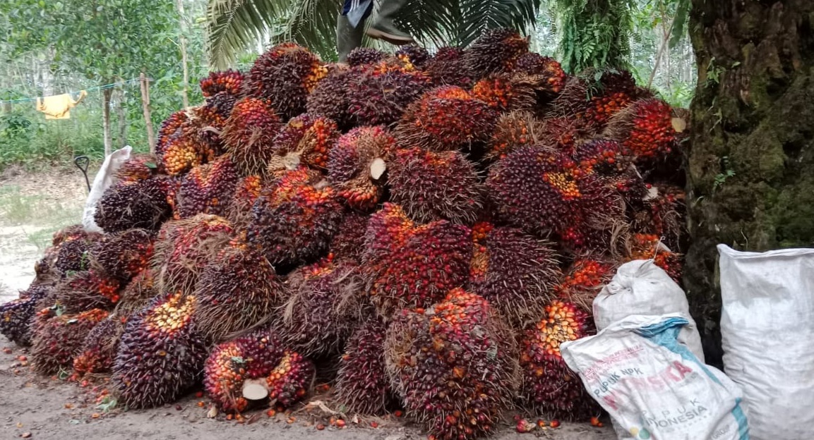 Pecah Rekor! Harga Sawit di Riau Nyaris Rp4.000 per Kilogram