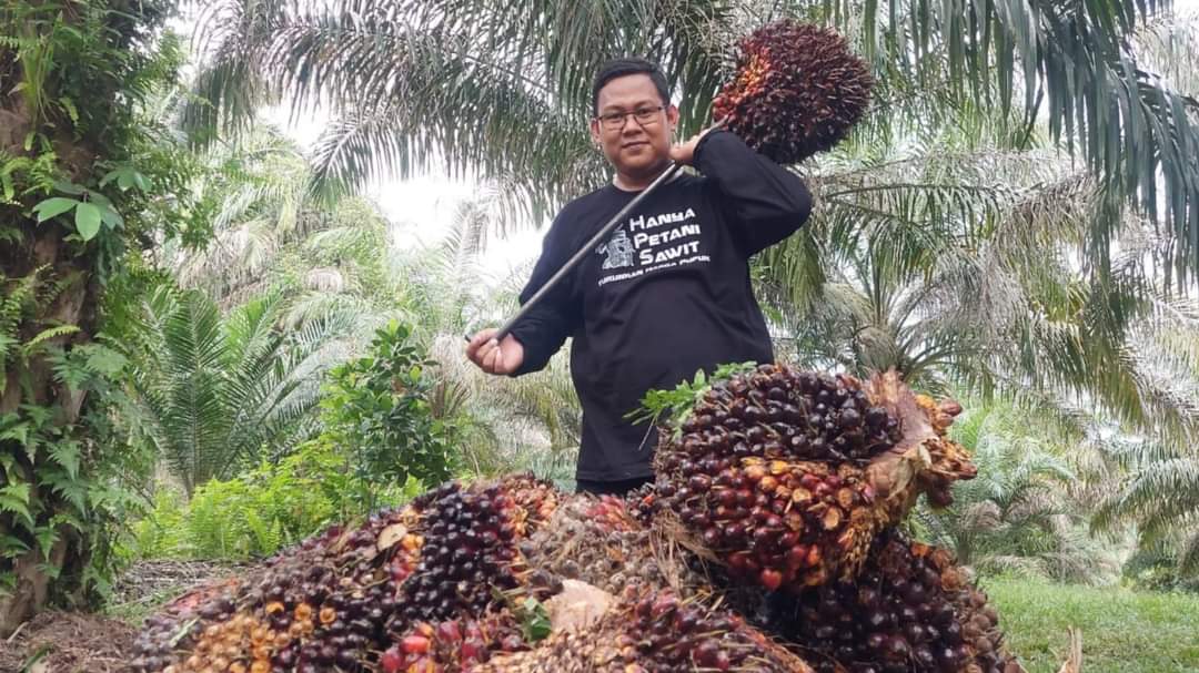 Dahsyat! Harga Sawit di Sumbar Rp4.076 per Kilogram