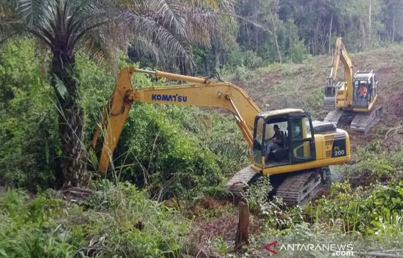 14.831 Hektar Sawit di Riau Diusulkan Replanting Tahun Ini