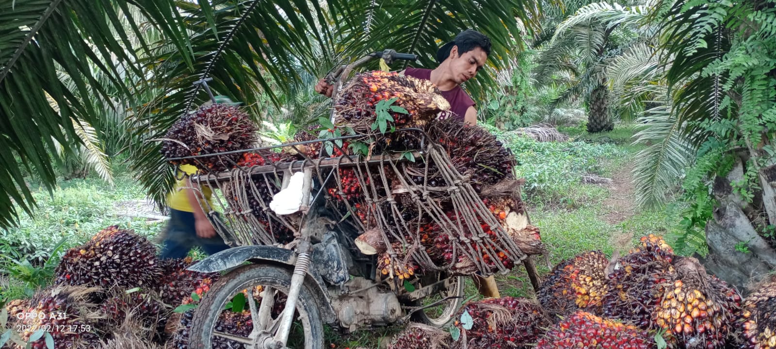 Masih Ada yang Beli TBS Rp 2.700/Kg di Riau