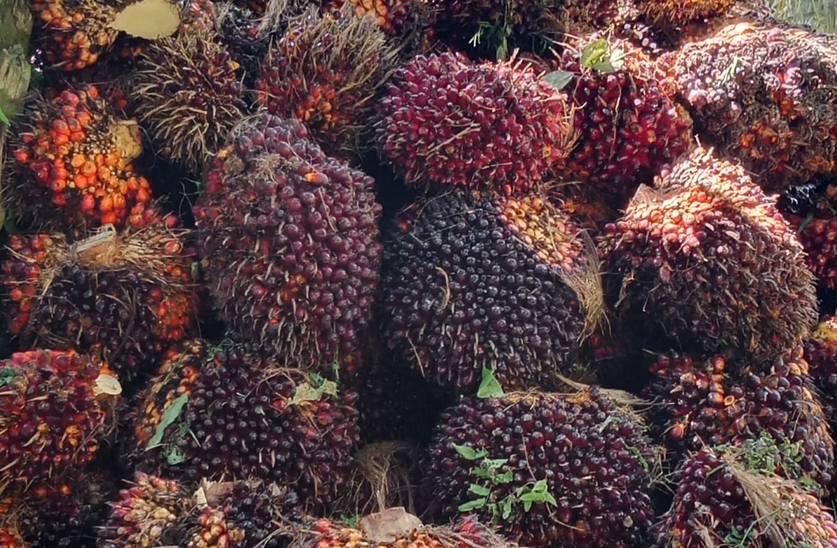 Harga Sawit di Sumsel Rp3.605 per Kilogram