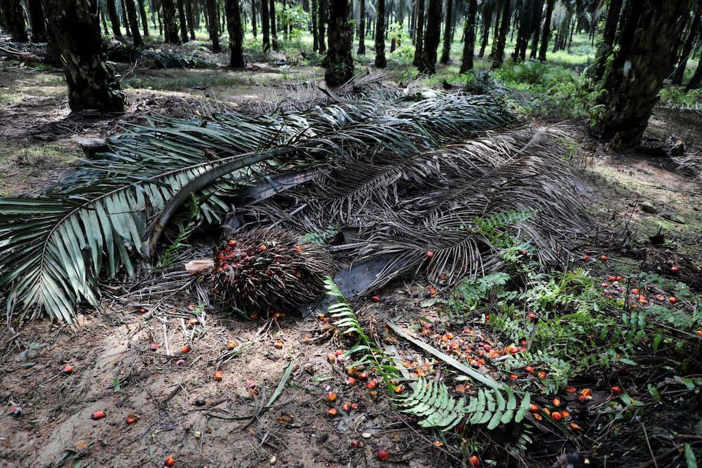 Kemenprin: Industri Pengolahan Sawit Sektor Padat Karya