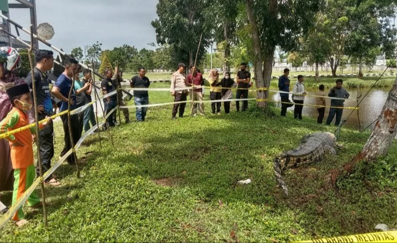 BKSDA Evakuasi Buaya 4 Meter Pemangsa Manusia