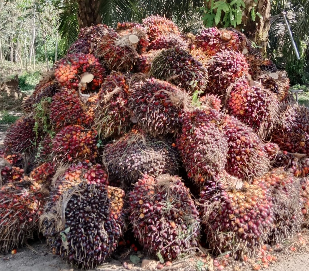 Meski Turun, Harga Sawit di Sumbar Tak Ada Lawan