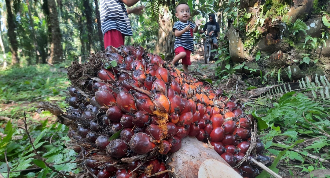 Petani Kukar Harap Penetapan Harga Sawit Seminggu Sekali