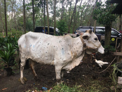 Sapi di Riau Kena 