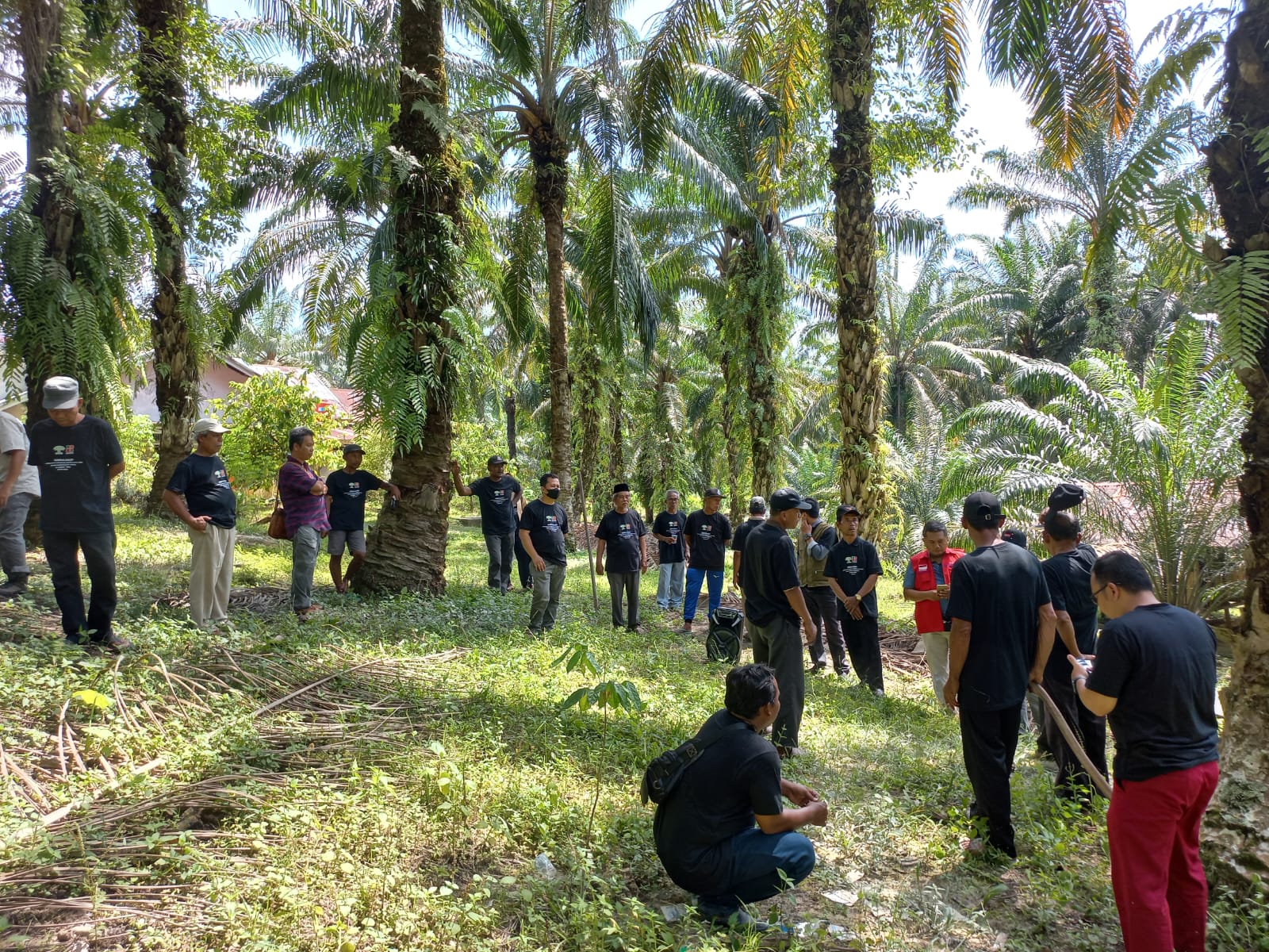 Petani Menyerah, Sawit Bertumbangan Dihajar Ganoderma