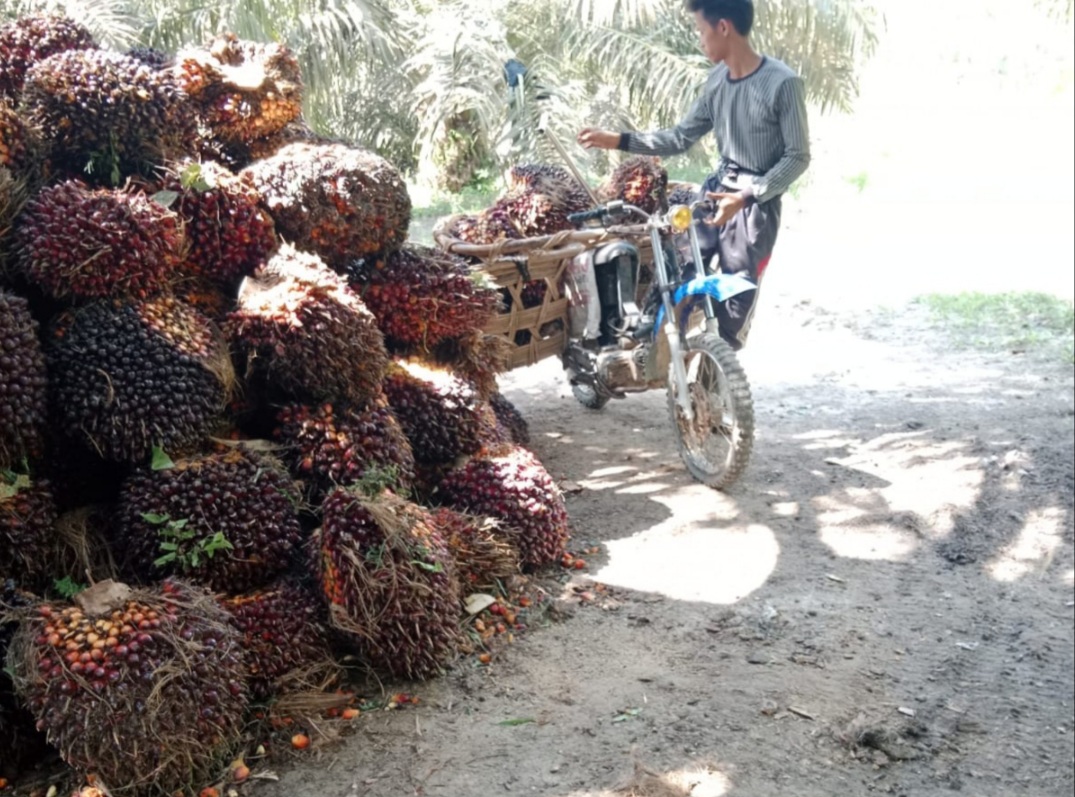 Perawatan Sawit di Lahan Gambut Cenderung Lebih Mahal