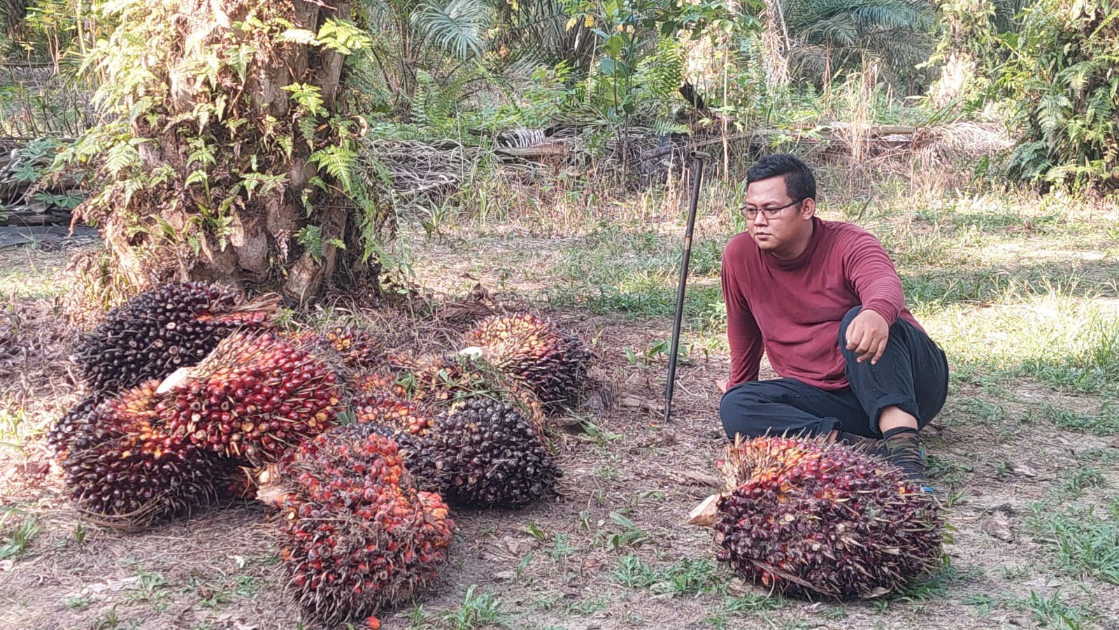 Aduhh!!! Harga Sawit Riau Anjlok Rp520,98 Per Kilogram