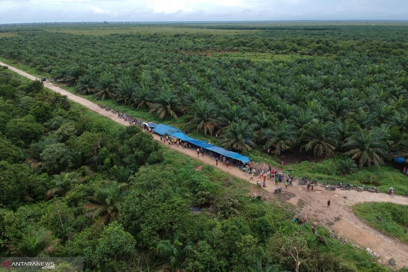 Pergub 9 dan Masa Depan Kelapa Sawit Riau