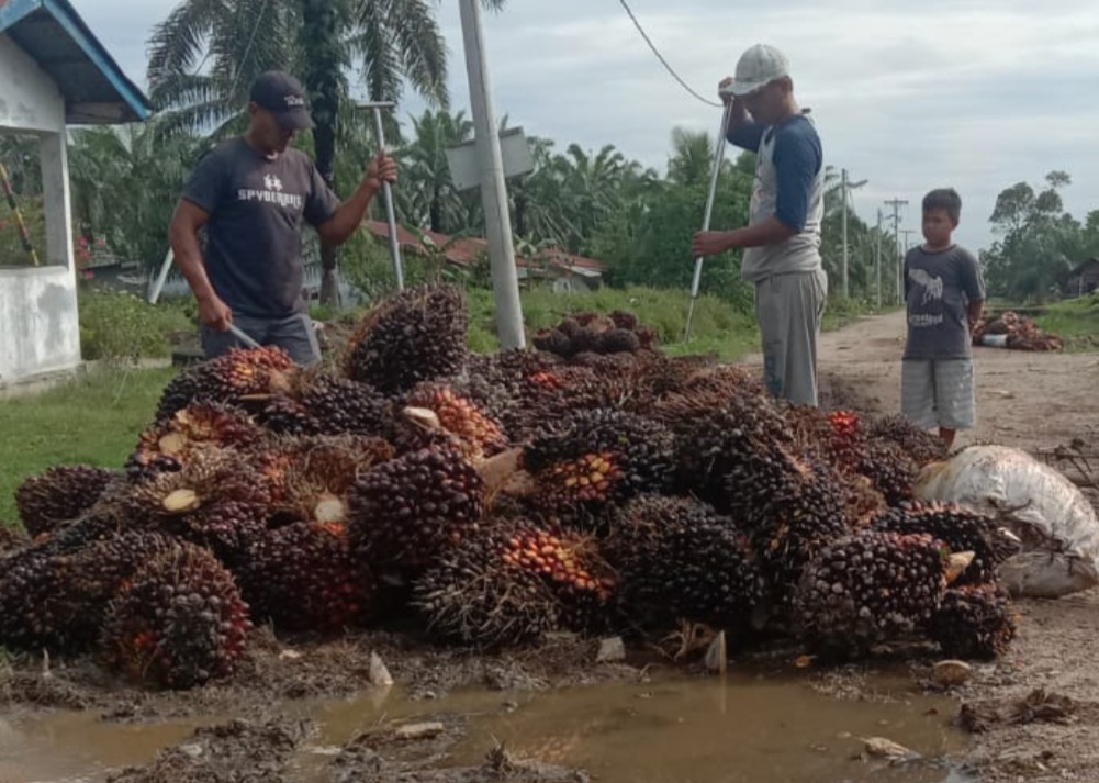 Begini Prediksi Harga Sawit Minggu Depan di Riau