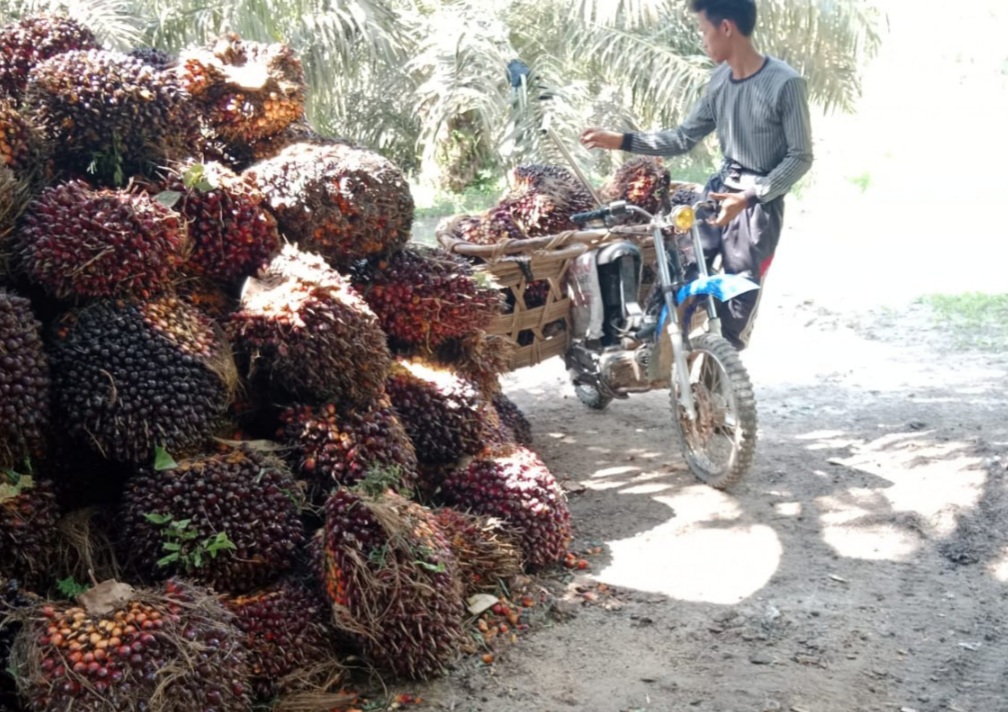 Begini Target Aspekpir untuk Petani Sawit