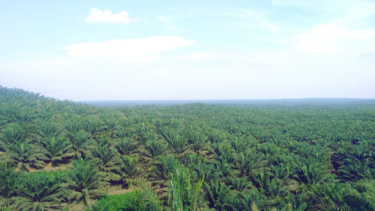 Tiga Provinsi dengan Kebun Sawit Terluas di Indonesia