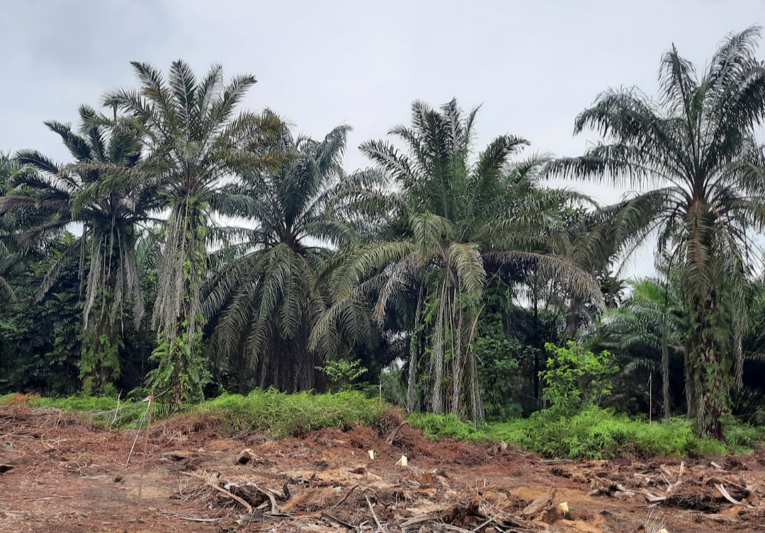 Petani Minta BPDPKS Evaluasi PSR Anggaran Rp6,7 Miliar di Papua