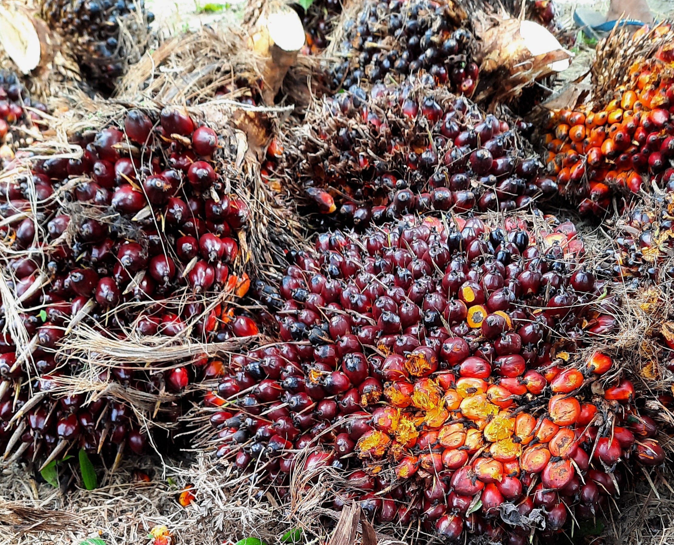 Ramadhan Berkah, Harga Sawit di Riau Naik Lagi!