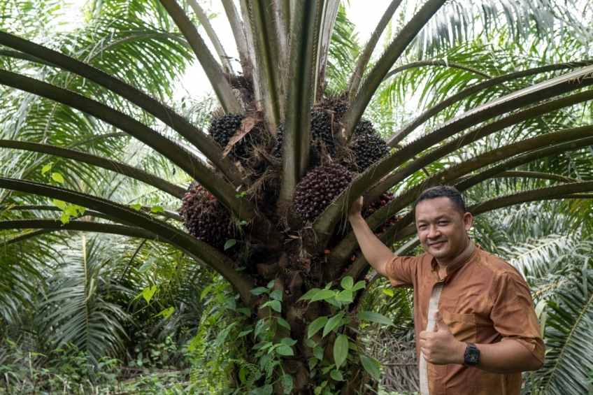 Simsalabim! Sawah Disulap Jadi Kebun Sawit di Penajam