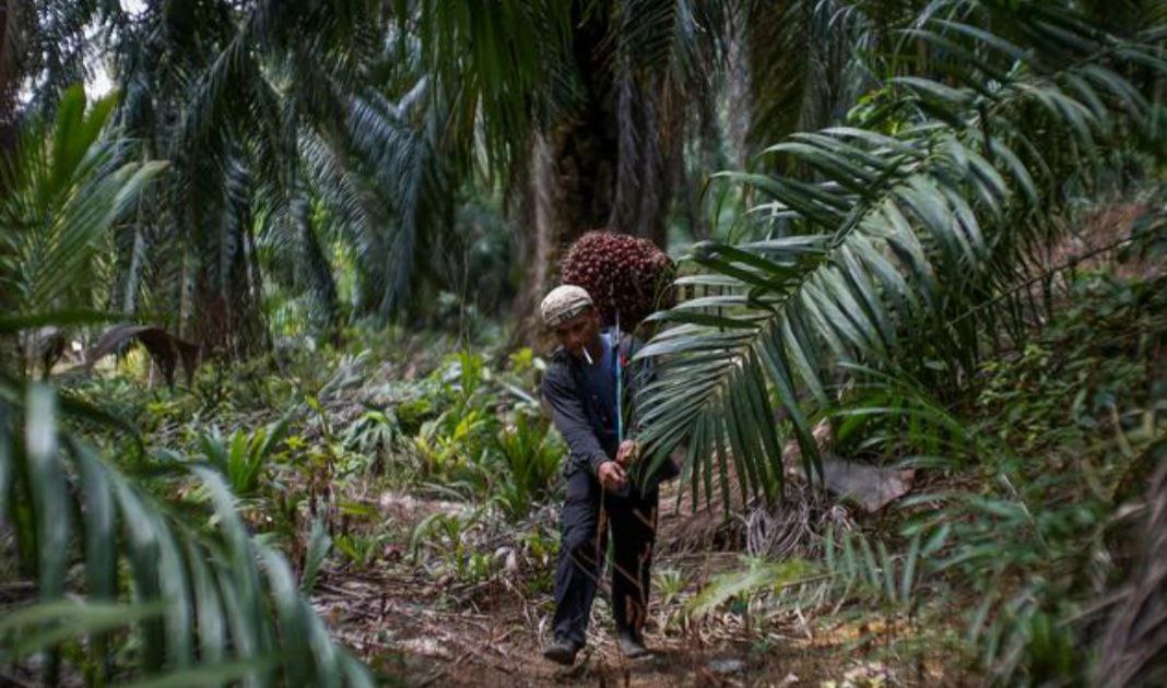 Demo di Gedung DPRD, Mahasiswa Riau Juga Bawa Aspirasi Petani Sawit