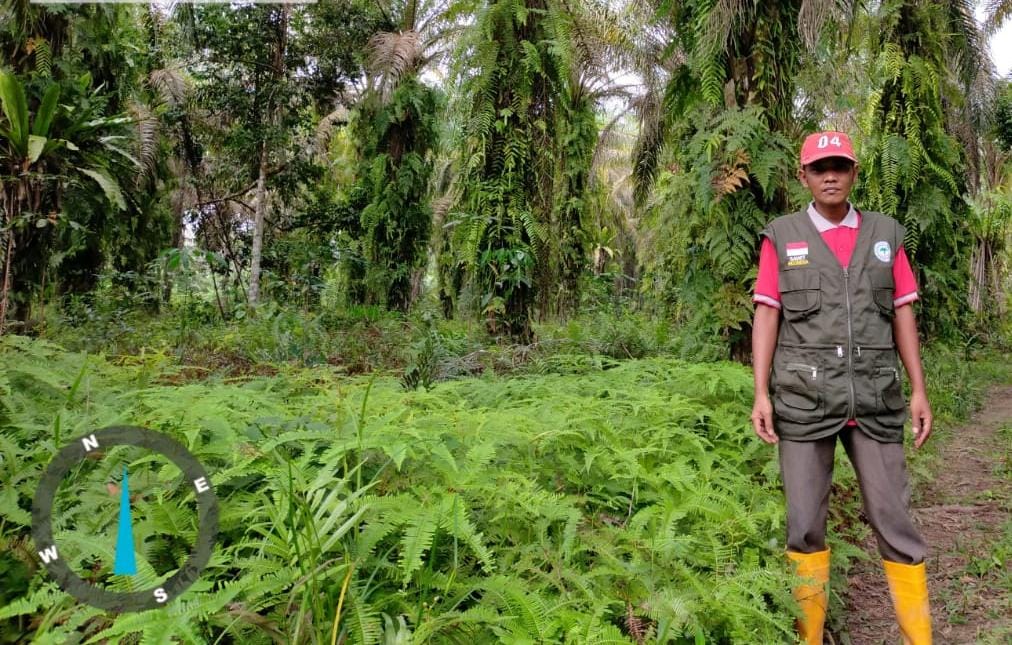 Peremajaan Sawit Digantung, Petani Kampar Terkatung-Katung