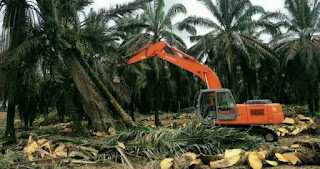 Kebun Sawit Petani Siabu Disebut Kawasan Hutan, PSR Tak Jadi