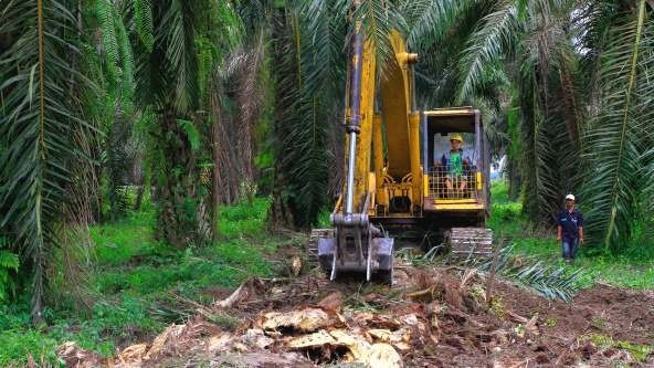 PSR di Tangan Kementan, Ini Kata Apkasindo Sumsel