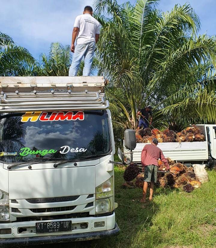 Jokowi Larang Ekspor CPO, Petani Bersuara!