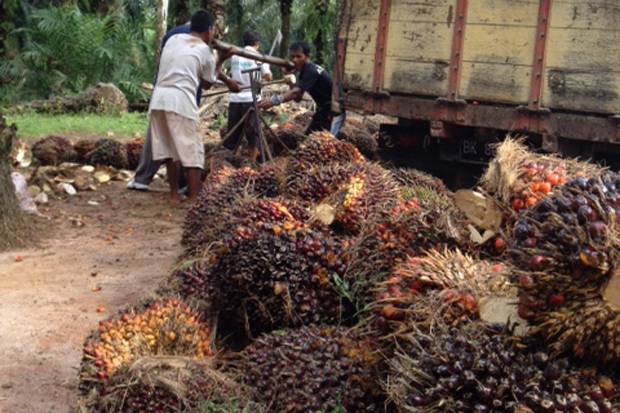 Buummm, Harga Resmi TBS Sumut Jatuh