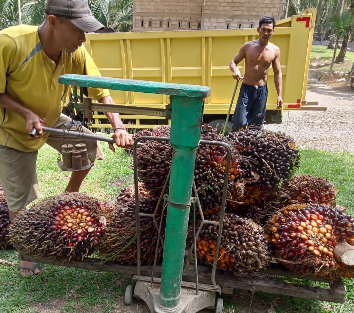 Agen Pengepul Ikut Mengeluh Soal TBS