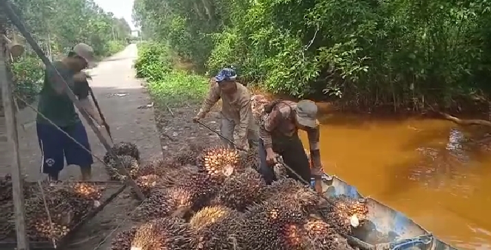 Harga TBS Merosot Drastis, Mendekati Rp 1.000/Kg